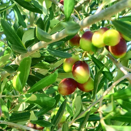 فندق مبيت وإفطار Trulli A Frascarosa مارتينا فرانكا